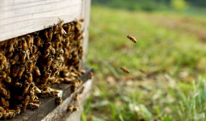 小さな農業に光を　　里山再生ミツバチとともに　　共同通信アグリラボ所長 石井勇人の写真