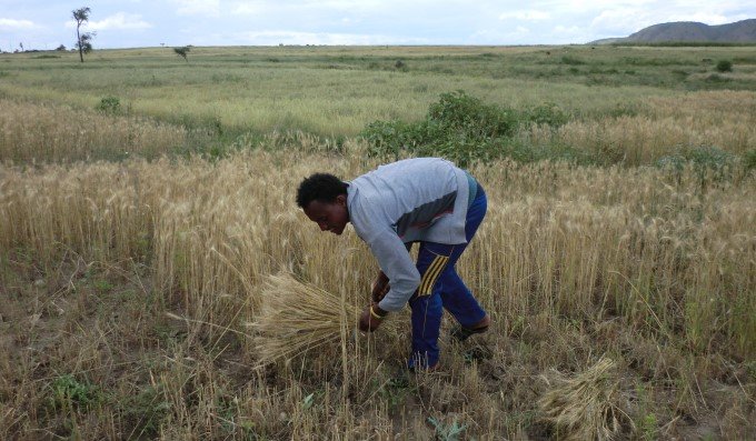 穀物生産は立ち上がるか　　肥料増で生産性上向く　　連載「アフリカにおける農の現在(いま)」第3回の写真