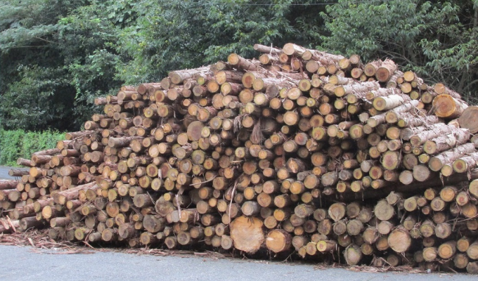 林業活性化へ国産材活用を　　求められる政策支援　　真柄勳 重化学工業通信社記者の写真