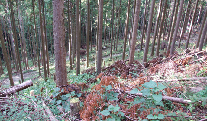 間伐技術がものをいう　　赤堀楠雄 林材ライター　　連載「グリーン＆ブルー」の写真