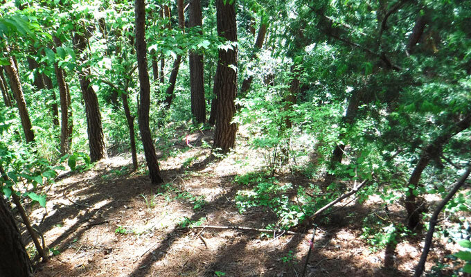 自然の恵み、育み続けなければ絶える　　赤堀楠雄 材木ライター　　連載「グリーン＆ブルー」の写真