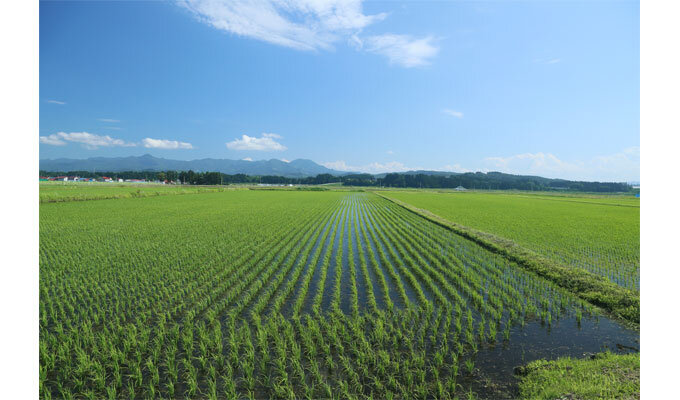 おいしい給食の過去　　小視曽四郎 農政ジャーナリスト　　連載「グリーン＆ブルー」の写真