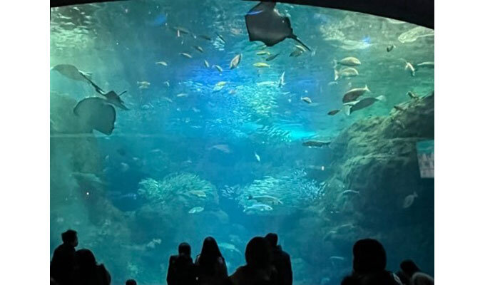 相模湾の未来、水族館で考え食べて楽しむ　　佐々木ひろこ フードジャーナリスト　　連載「グリーン＆ブルー」の写真
