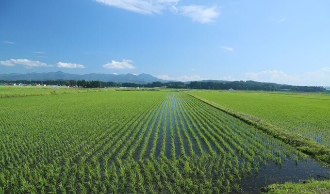 中山間地域、不利な条件を強みに変える　　青山浩子 新潟食料農業大学准教授　　連載「グリーン＆ブルー」の写真