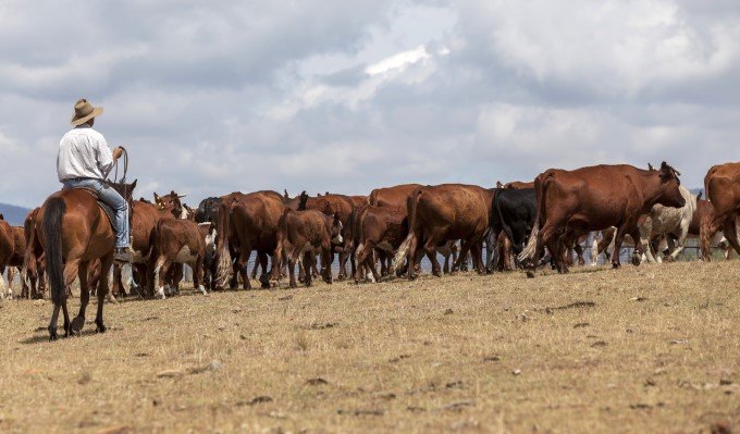 豪産牛肉輸出、日本向け首位に　　20年、輸出全体は4年ぶり低水準　　NNAオーストラリアの写真