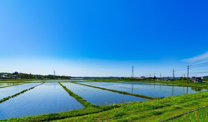 米価暴落から水田機能守れ　　転作誘導策の充実を　　小視曽四郎 農政ジャーナリストの写真