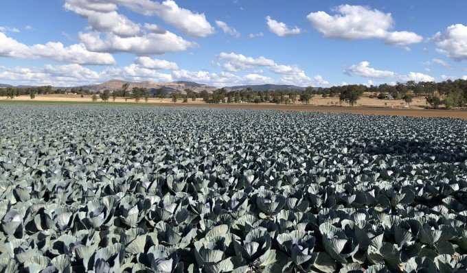 豪州産の野菜、もっと日本へ　　クイーンズランド州の農相に聞く　　NNAオーストラリアの写真