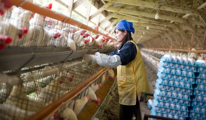 鶏ふん減らす飼料で特許取得　　JA全農と北日本くみあい飼料の写真