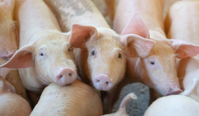 養豚業の景況感悪化　　飼料などコスト高響く　　日本公庫調査の写真