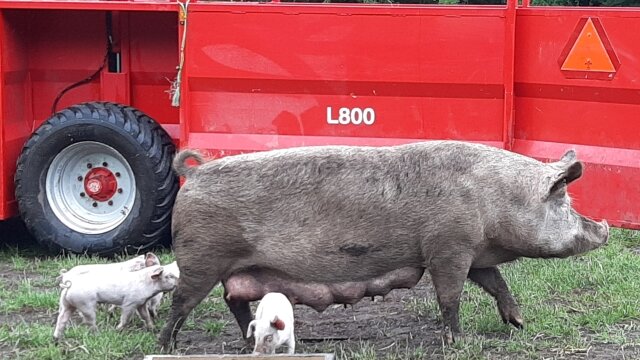 「動物福祉」先行する欧州　　デンマーク、母子豚放牧の現場　　共同通信アグリラボ所長 石井勇人の写真
