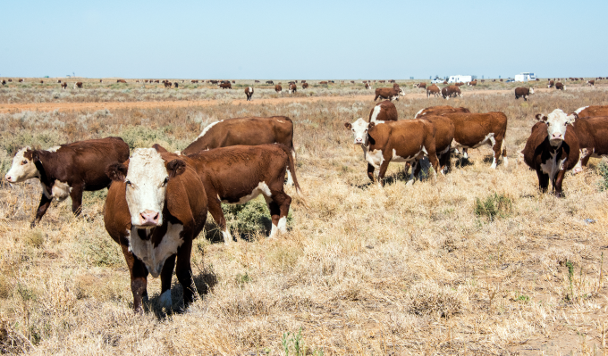 労働力不足で食肉加工が大幅減　　豪州農業、オミクロン株が直撃　　NNAオーストラリアの写真