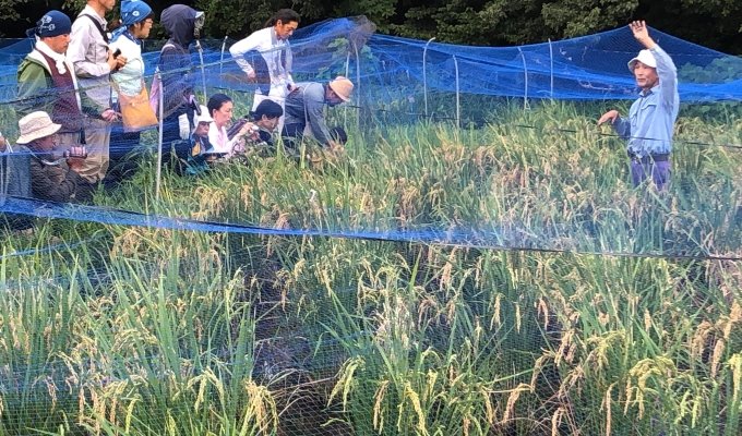 越冬する新しい稲作　　小規模栽培向け、普及始まる　　共同通信アグリラボ所長 石井勇人の写真