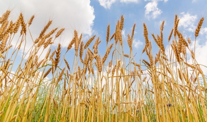 できるか需要拡大　　国産小麦に期待　　前田佳栄 日本総合研究所創発戦略センターコンサルタントの写真