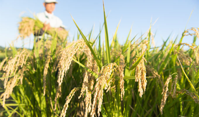 政府備蓄米を維持し、気候変動に対処せよ　　小視曽四郎 農政ジャーナリスト　　連載「グリーン＆ブルー」の写真