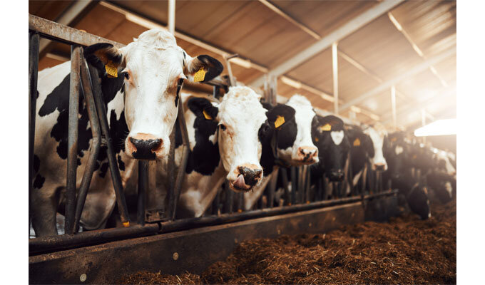 酪農危機、消費者ができることは　　青山浩子 新潟食料農業大学准教授　　連載「グリーン＆ブルー」の写真