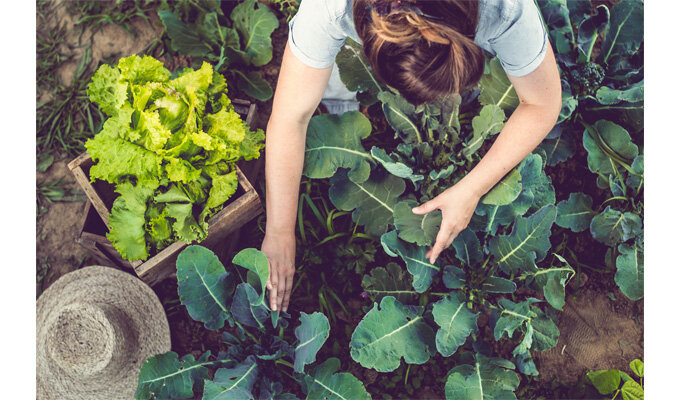 挑戦を続ける女性農業者たち　　青山浩子 新潟食料農業大学准教授　　連載「グリーン＆ブルー」の写真