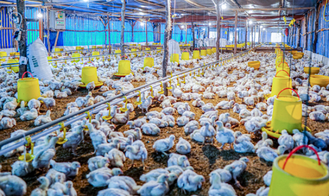 IoT活用で養鶏業支援　　インドネシアのピティック　　NNAの写真