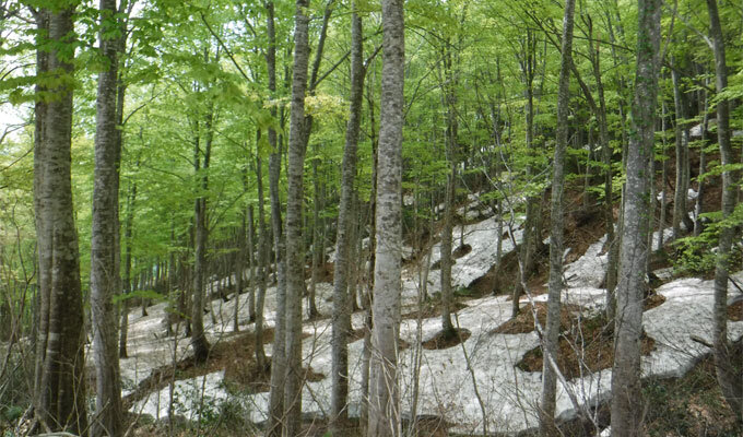 山を手放したい人が増えている　　赤堀楠雄 材木ライター　　連載「グリーン＆ブルー」の写真