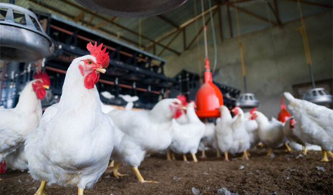 卵が足りない！鳥インフル拡大、豪で供給難　　NNAオーストラリアの写真